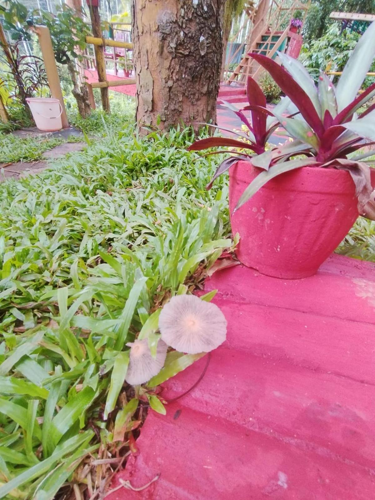 Kalidasa Tree House And Villa, Wayanad Chegāt Exterior foto